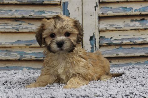 Their short, smooth coats can be a variety of colors, including. . Amazing farmyard puppies for sale